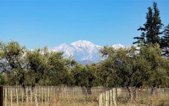 Mendoza ya forma a los primeros especialistas en oleoturismo del país